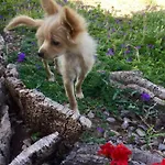 Κατάλυμα σε φάρμα Sogno Latino *