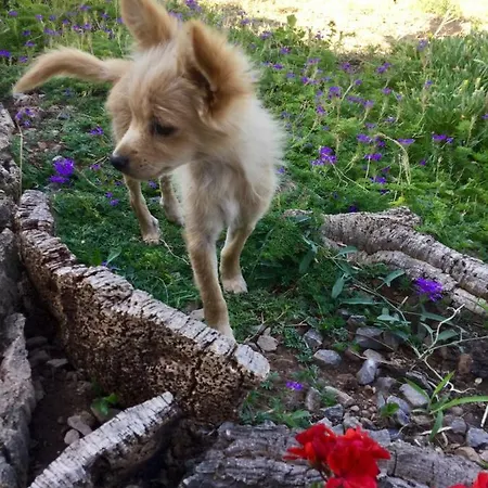 ファームステイ Sogno Latino *
